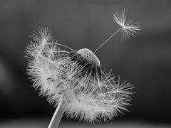 Every seed is a chance for life to begin anew.  